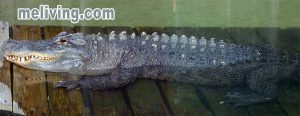 Alligator