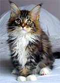 Maine coon cat