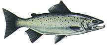 Maine State Fish
